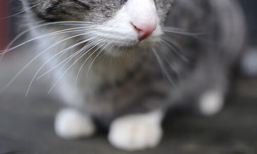 开云真人体育娱乐-_奇才队拼尽全力，争夺季后赛门票_，奇才队原来叫什么