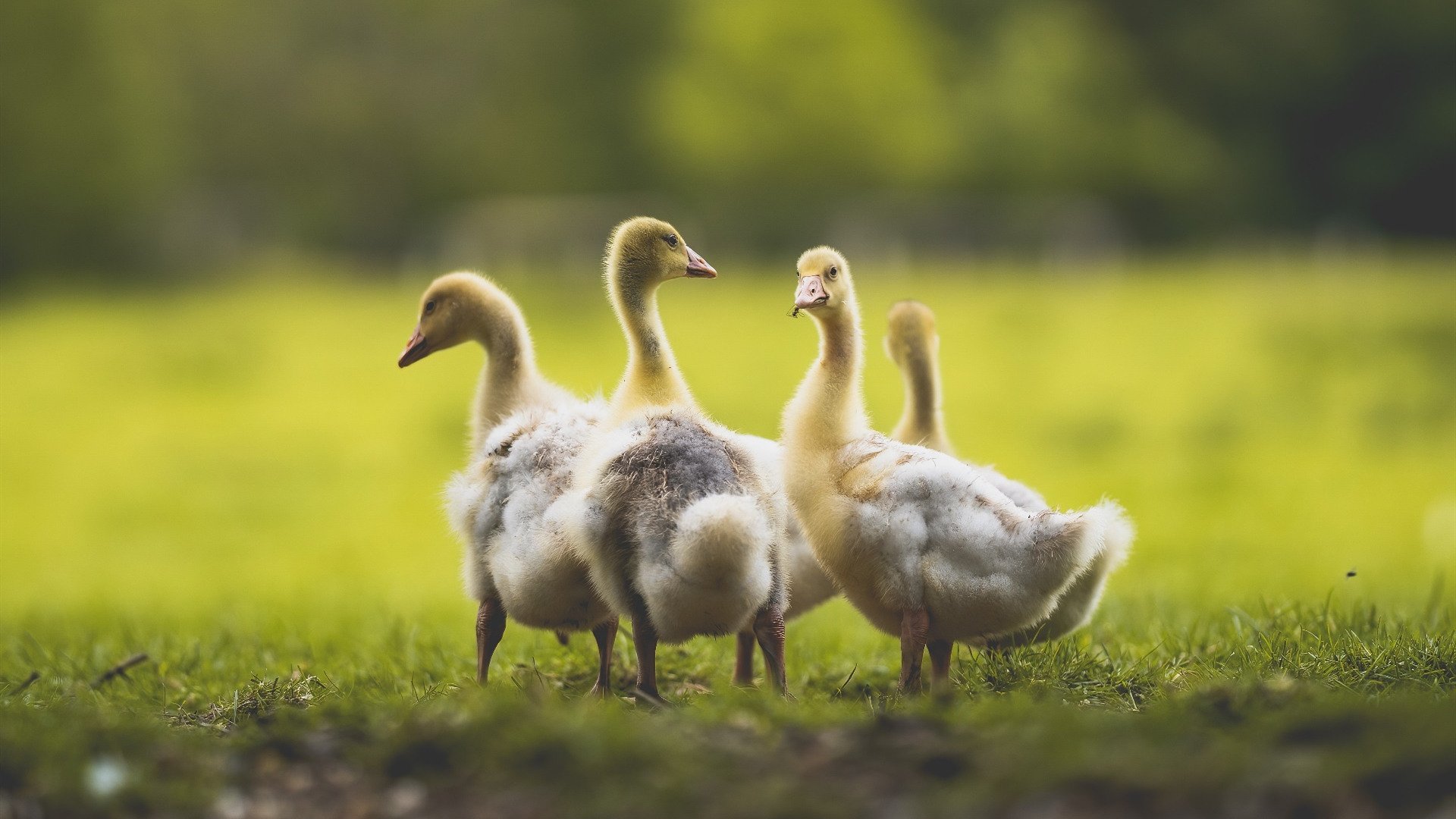 开云体育官网下载安装-《Valorant年度对抗赛，年轻战队创造奇迹》，valorant职业选手